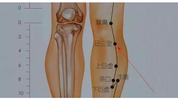 足三里穴位解剖图