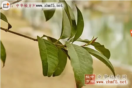 桃树叶