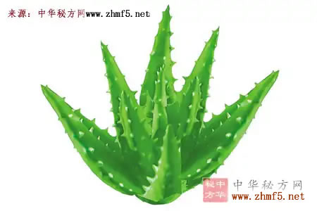 芦荟