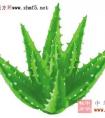 再献一个治蛇盘疮的偏方，很简单！