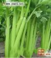 热心网友献方：西芹治高血压偏方