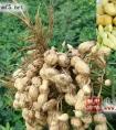 花生：延年益寿的长生果