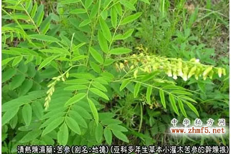 苦参