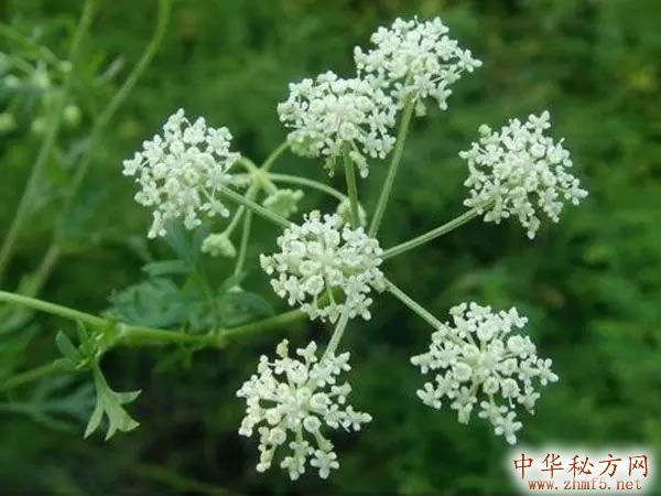 前胡的图片