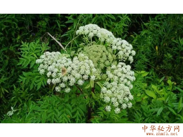 独活图片