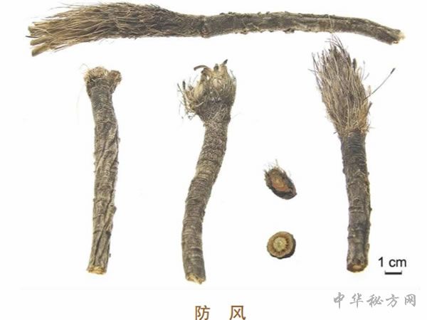 防风