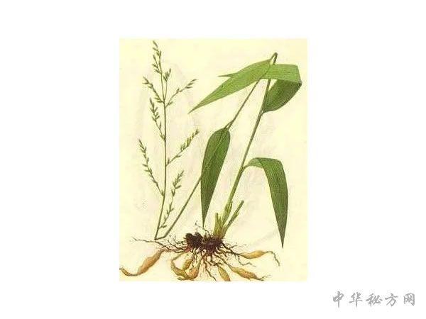 中药竹沥图片