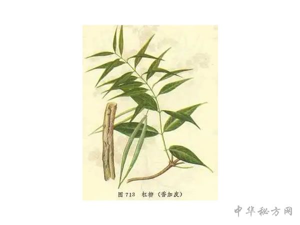 香加皮图片