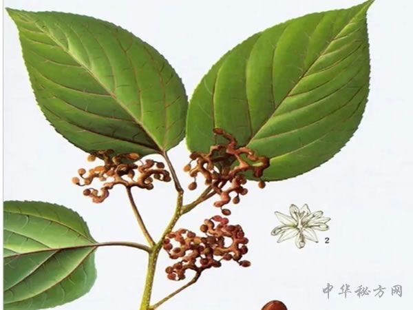 枳椇子