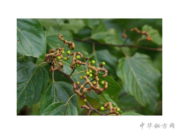 枳椇子图片