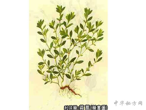 萹蓄