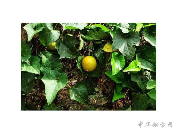 木鳖子图片