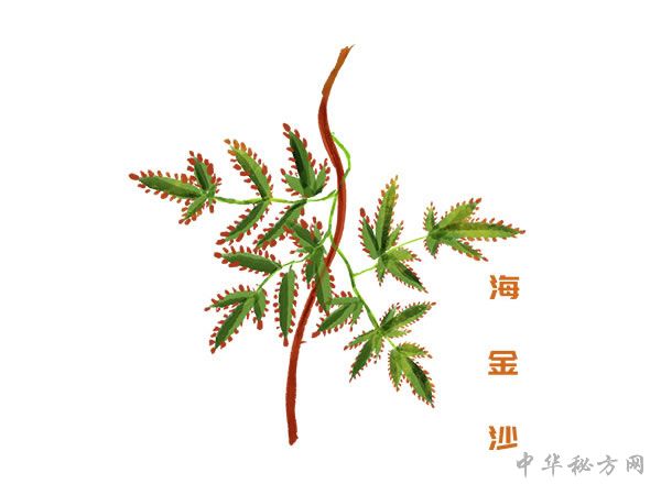 海金沙