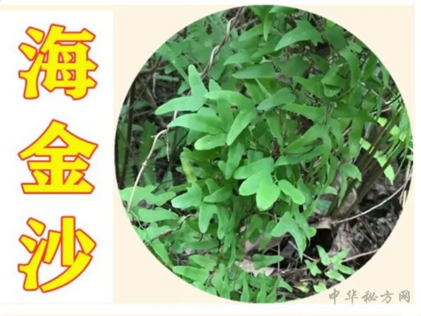 海金沙图片