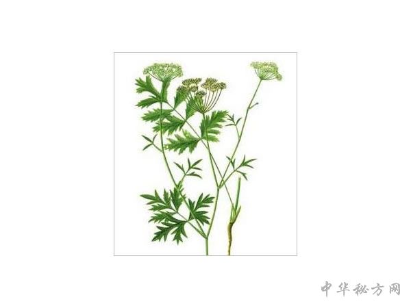 羊红膻图片