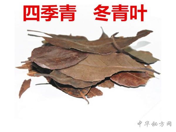 四季青的饮片
