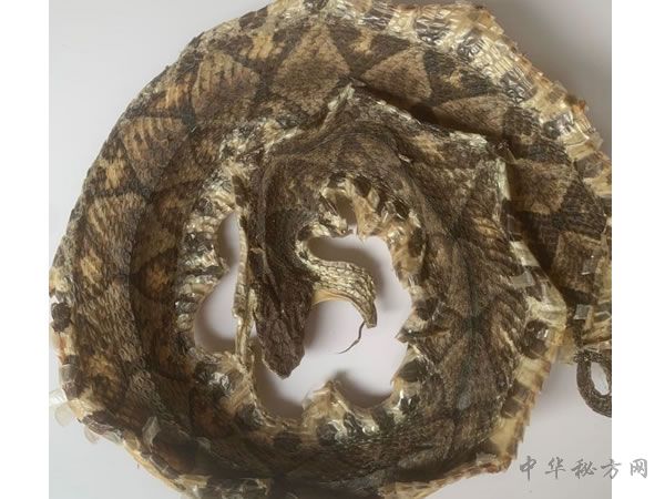 蕲蛇中药