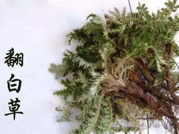 中药翻白草