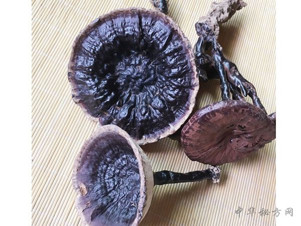 紫芝