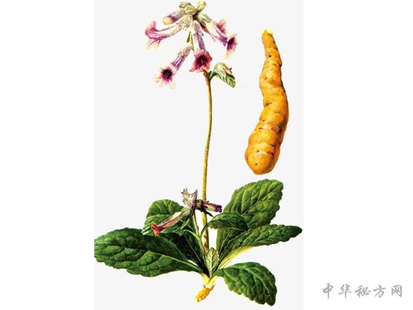 地黄/生地黄/生地