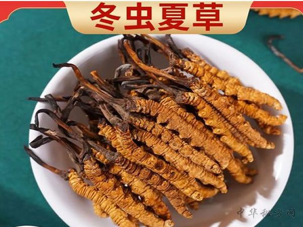 冬虫夏草图片