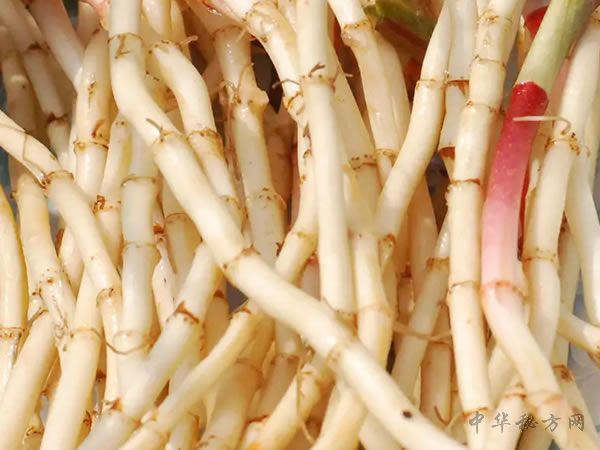 鱼腥草清热解毒