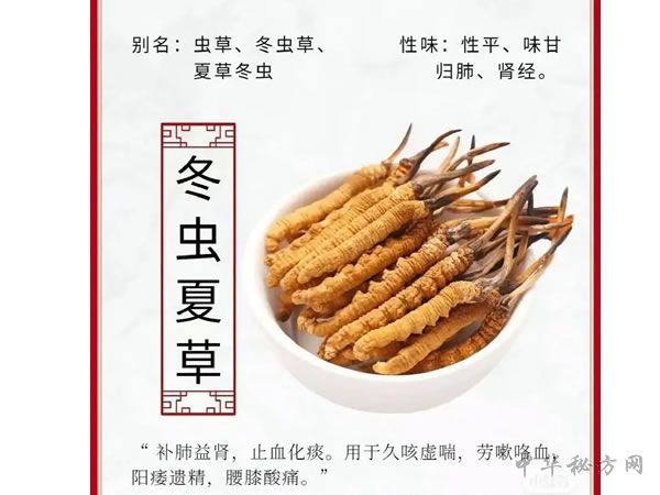 夏草冬虫中药