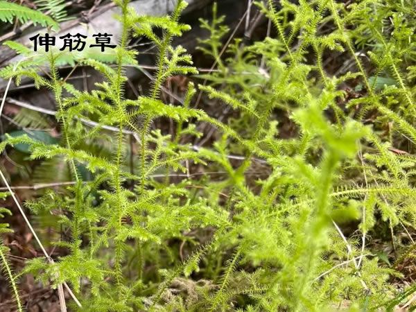 伸筋草