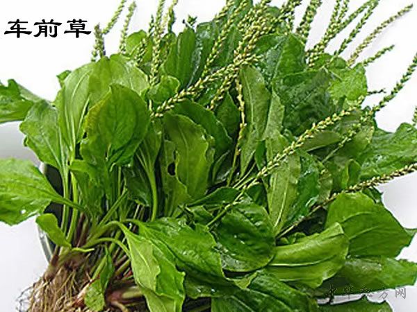 车前草药典图