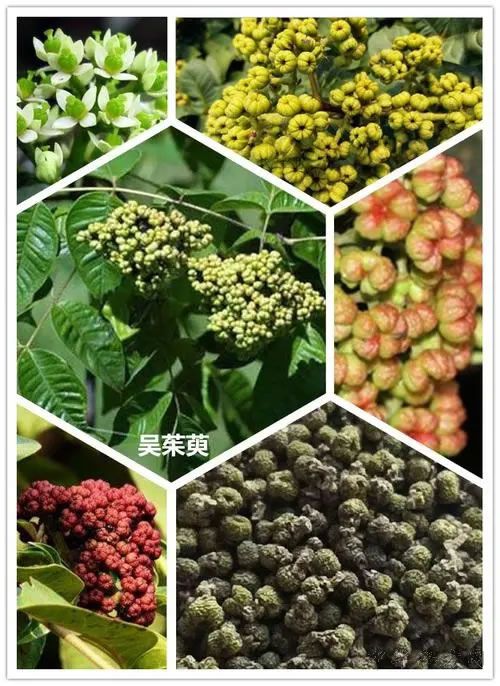 吴茱萸药典图