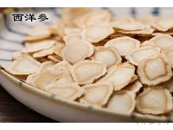 西洋参