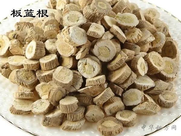 板蓝根药典图