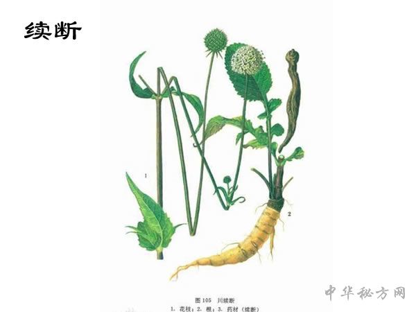 续断(川断)