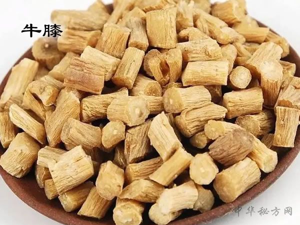 牛膝
