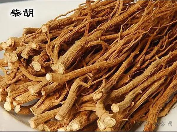 柴胡