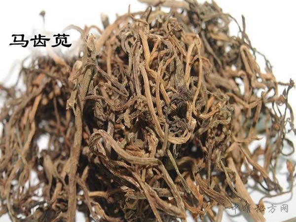 马齿苋