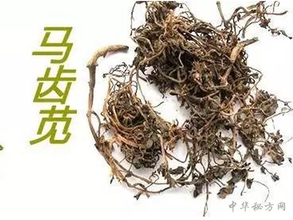 马齿苋