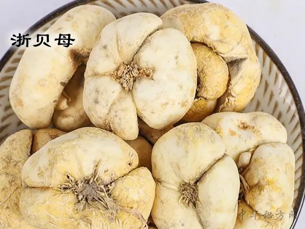 浙贝母