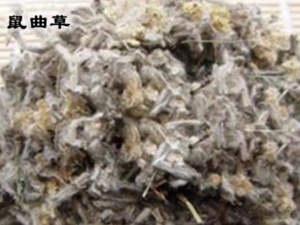 鼠曲草