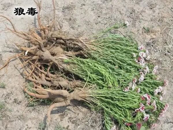 狼毒