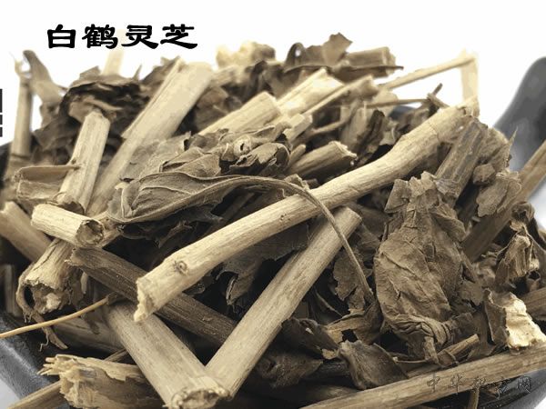 白鹤灵芝图片