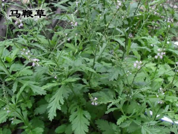 马鞭草