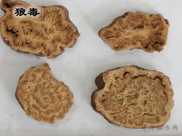 狼毒药典图