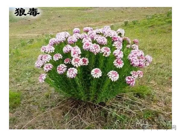 狼毒图片