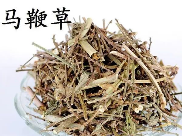 马鞭草图片