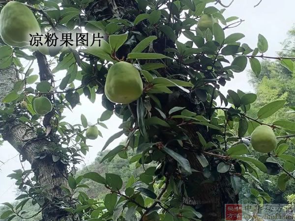 广东王不留行的图片
