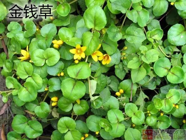 金钱草图片