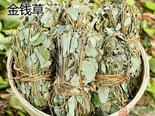 金钱草
