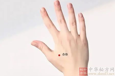 合谷穴位位置图