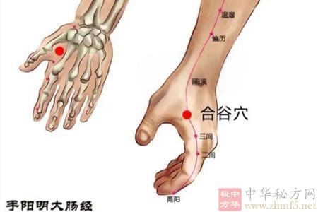 合谷穴的穴位解剖位置图